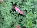 Bleeding Heart / Dicentra spectabilis 